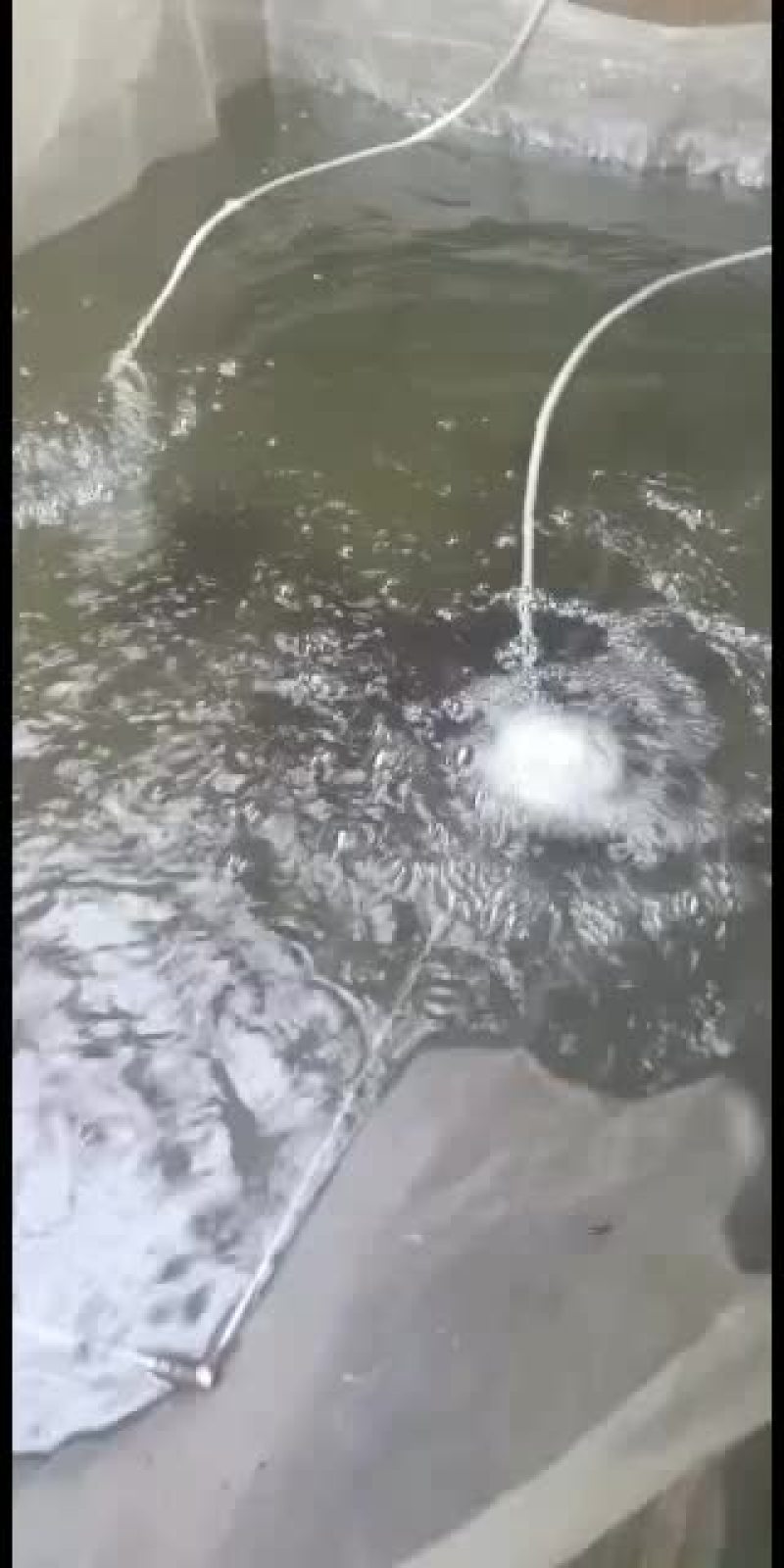 刺鳅鱼苗，，刀鳅鱼苗，养殖经济效益高，免费指导养殖技术