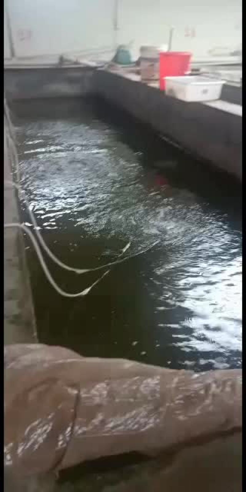 刺鳅鱼苗，，刀鳅鱼苗，养殖经济效益高，免费指导养殖技术