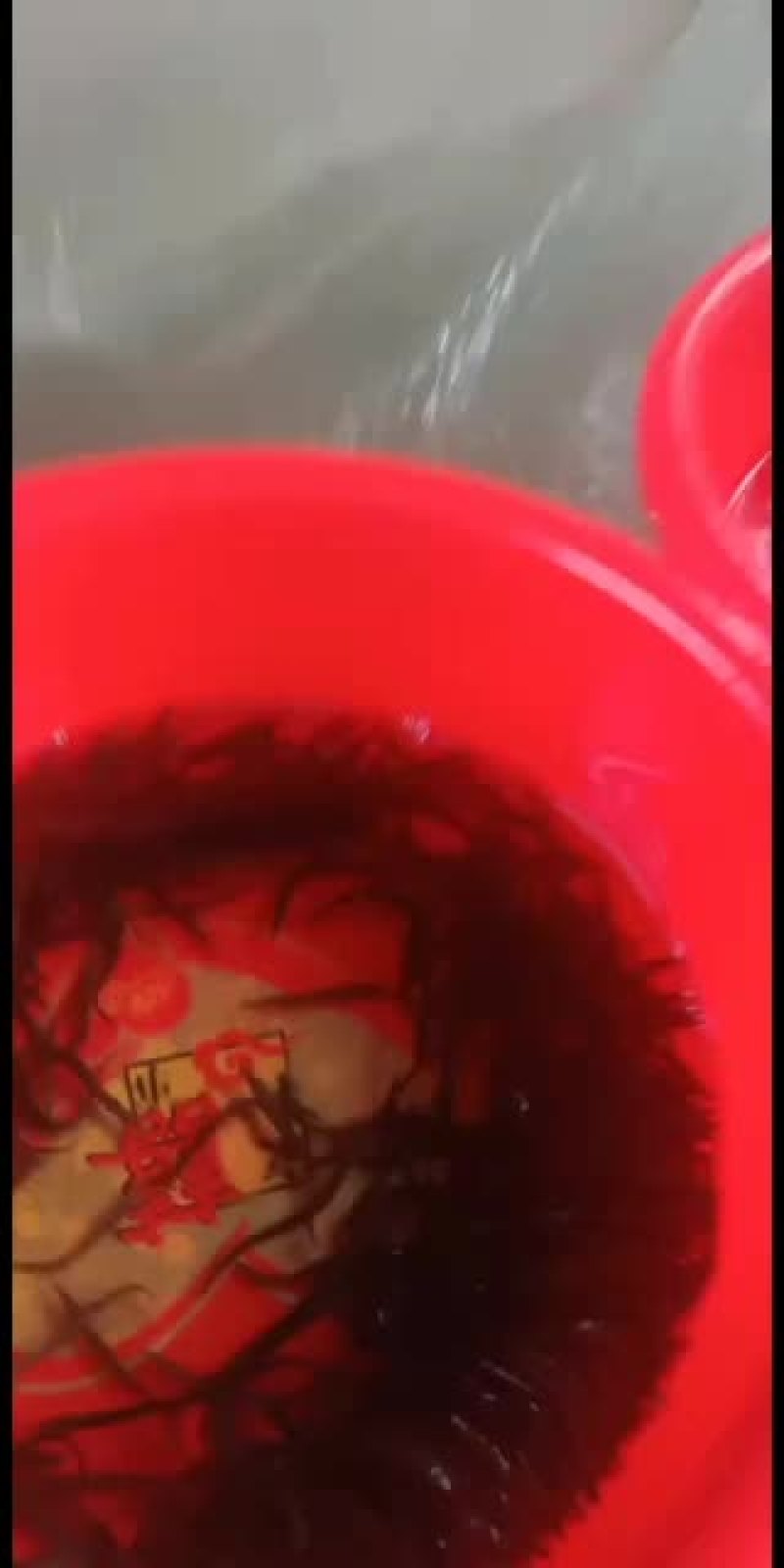 刺鳅鱼苗，，刀鳅鱼苗，养殖经济效益高，免费指导养殖技术
