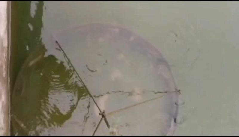 刺鳅鱼苗，，刀鳅鱼苗，养殖经济效益高，免费指导养殖技术