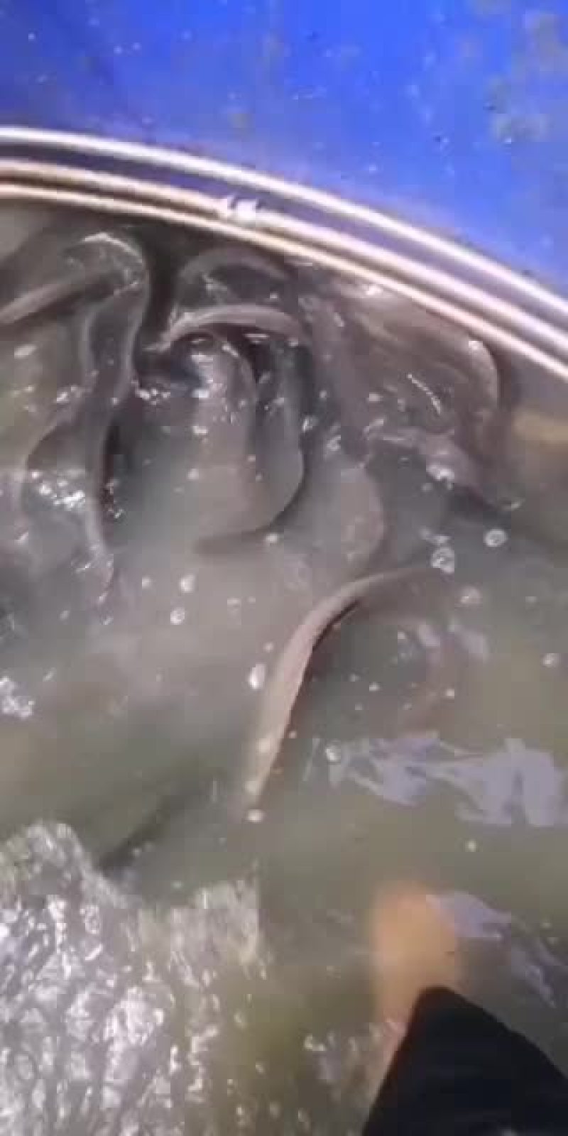 刺鳅鱼苗，，刀鳅鱼苗，养殖经济效益高，免费指导养殖技术