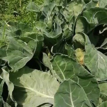 精品小米散花，，，，，