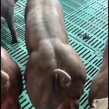 常年销售苏太母猪或长白原种母猪等大白公猪机洛克种公猪
