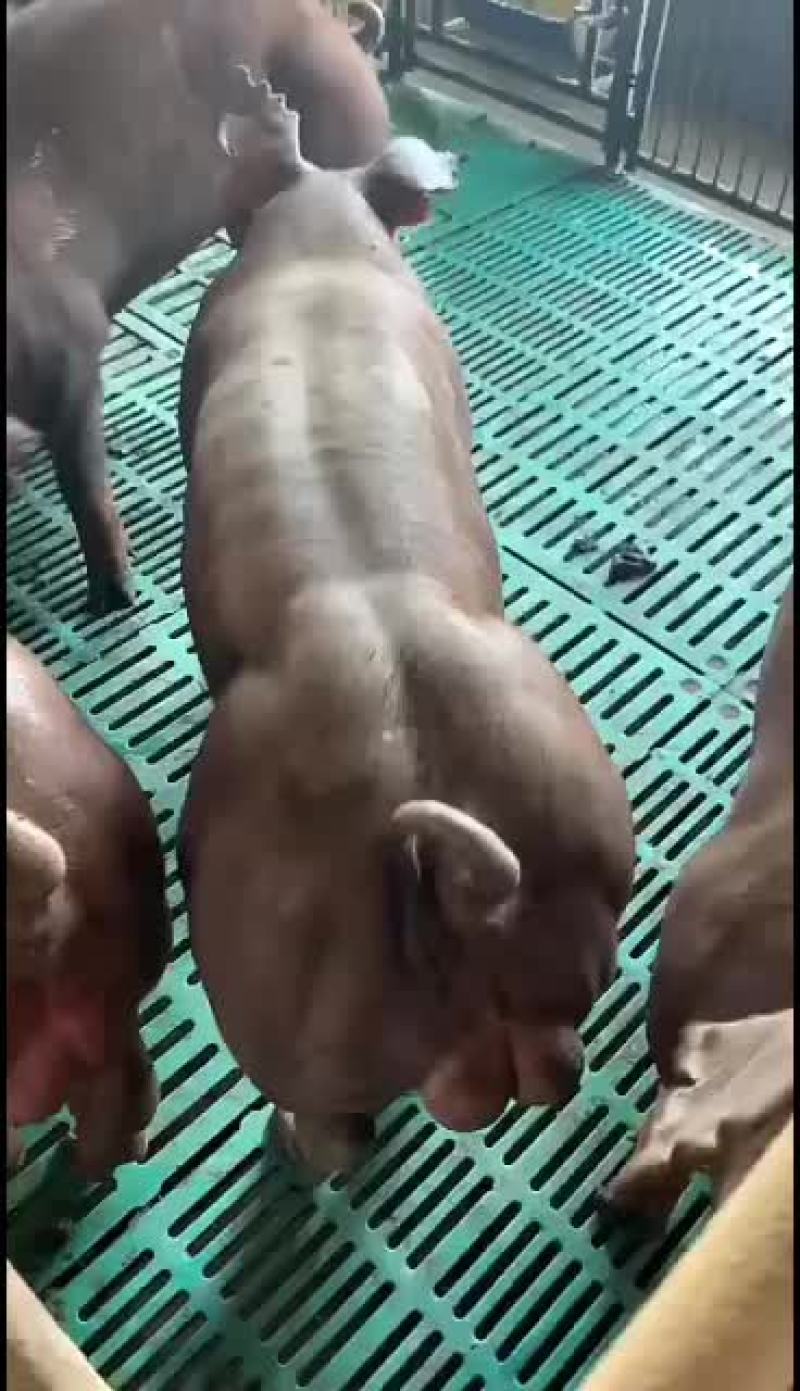 常年销售苏太母猪或长白原种母猪等大白公猪机洛克种公猪
