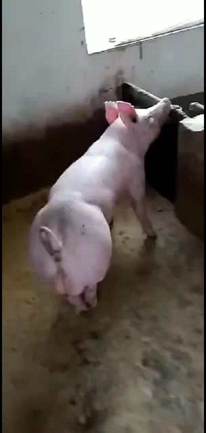 常年销售苏太母猪或长白原种母猪等大白公猪机洛克种公猪