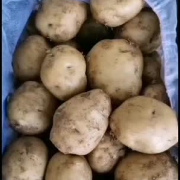 苹果，土豆大量上市有要的联系