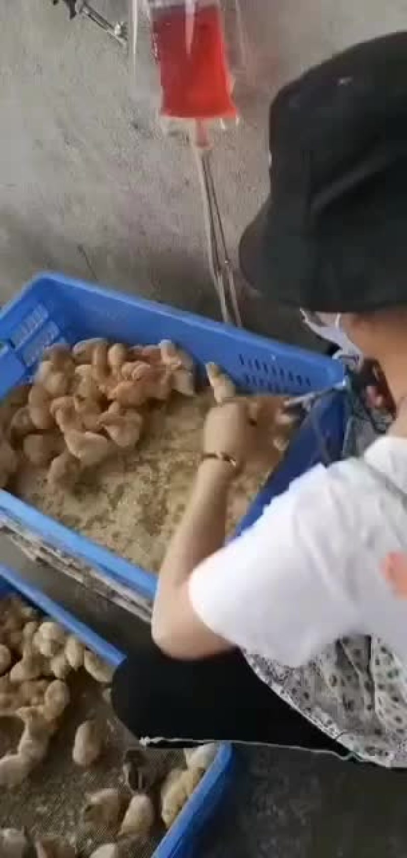 红瑶脱温鸡苗黑羽高产麻羽土鸡蛋鸡疫苗做好包运输路活