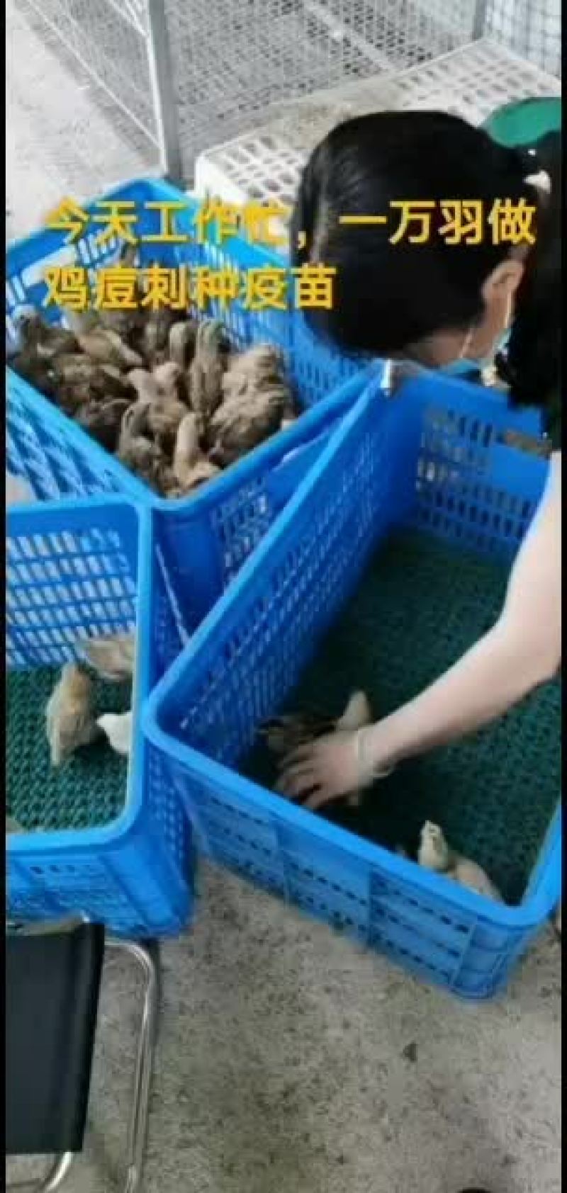 红瑶脱温鸡苗黑羽高产麻羽土鸡蛋鸡疫苗做好包运输路活