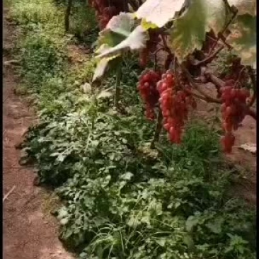 克伦生葡萄马上成熟需要的老板提前预订提前联系