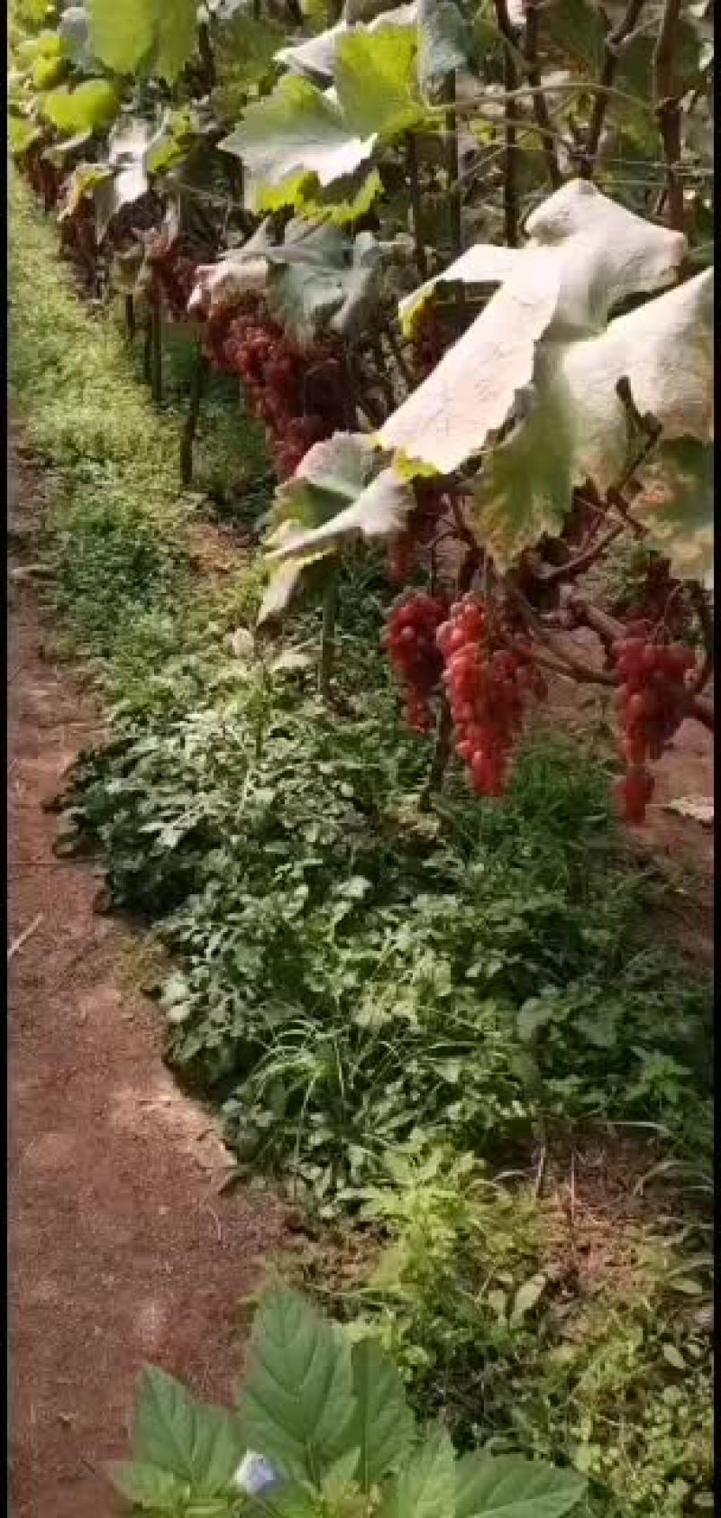 克伦生葡萄马上成熟需要的老板提前预订提前联系