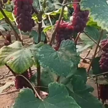 金红娃葡萄，粒小，口感甜，无籽。