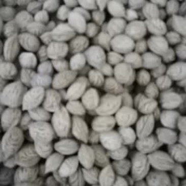 云南优质精品毛桃种子
