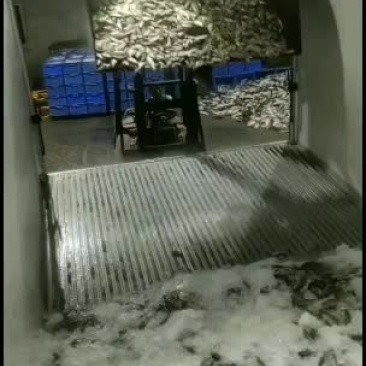 产地广东冰鲜罗非冰鲜饲料鱼