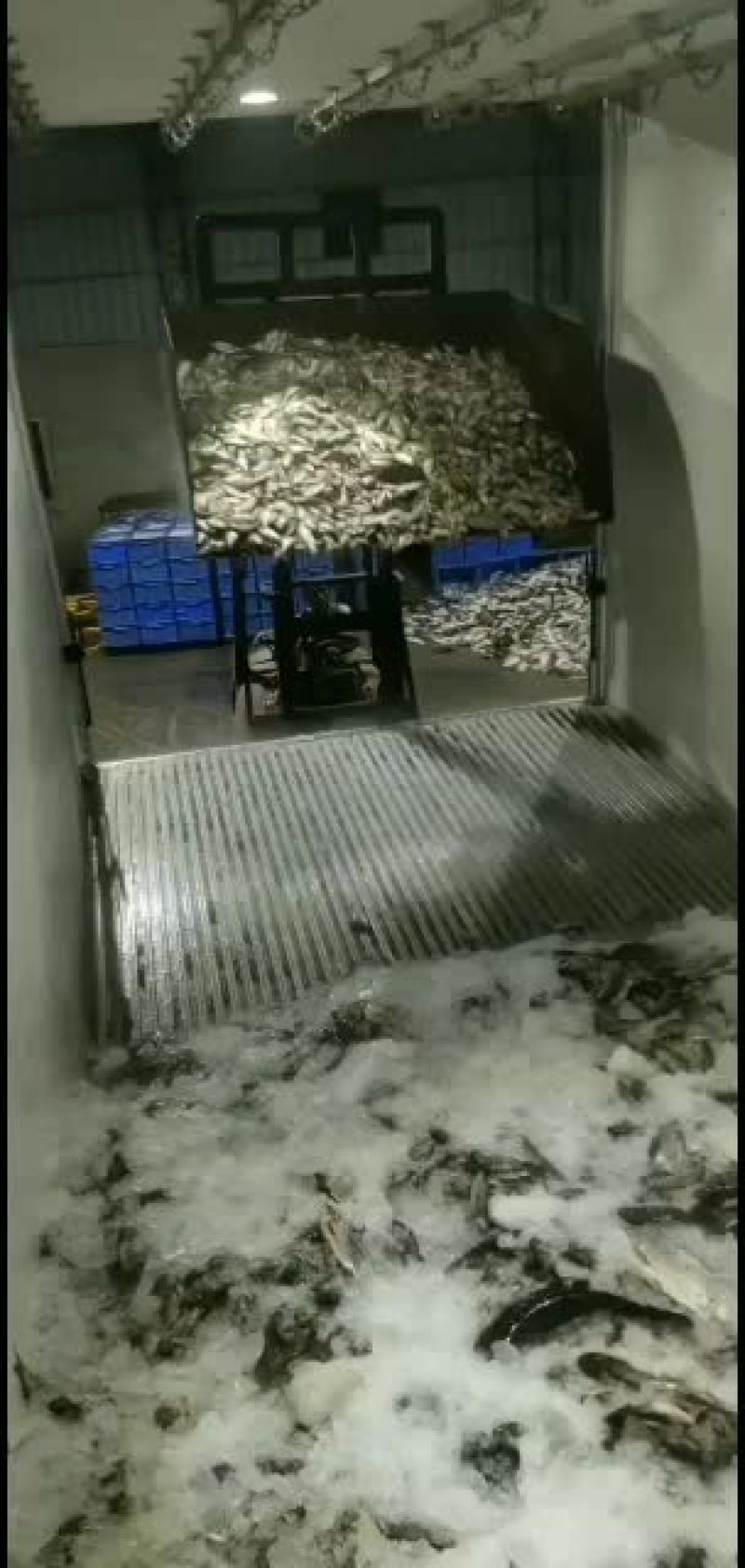 产地广东冰鲜罗非冰鲜饲料鱼