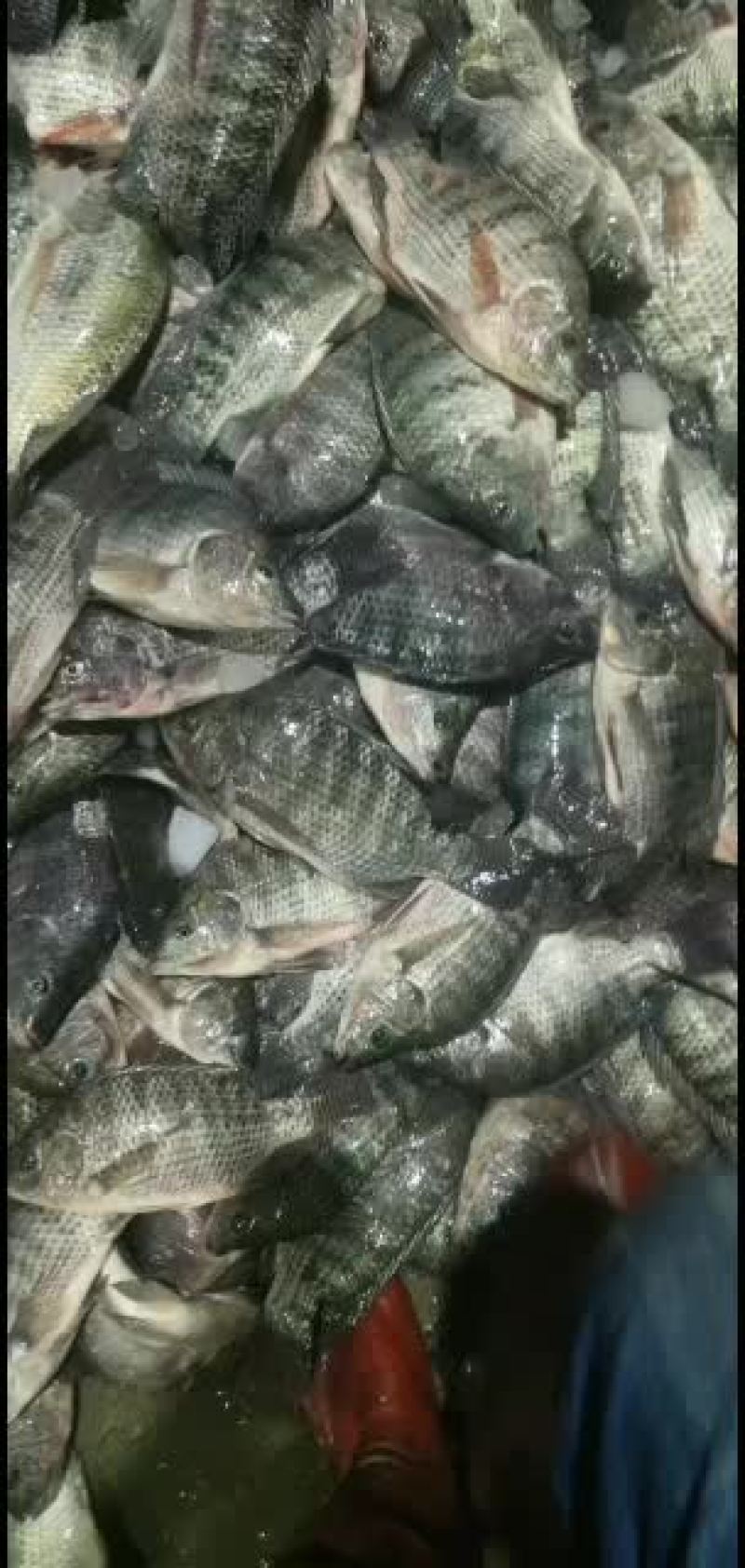 产地广东冰鲜罗非冰鲜饲料鱼