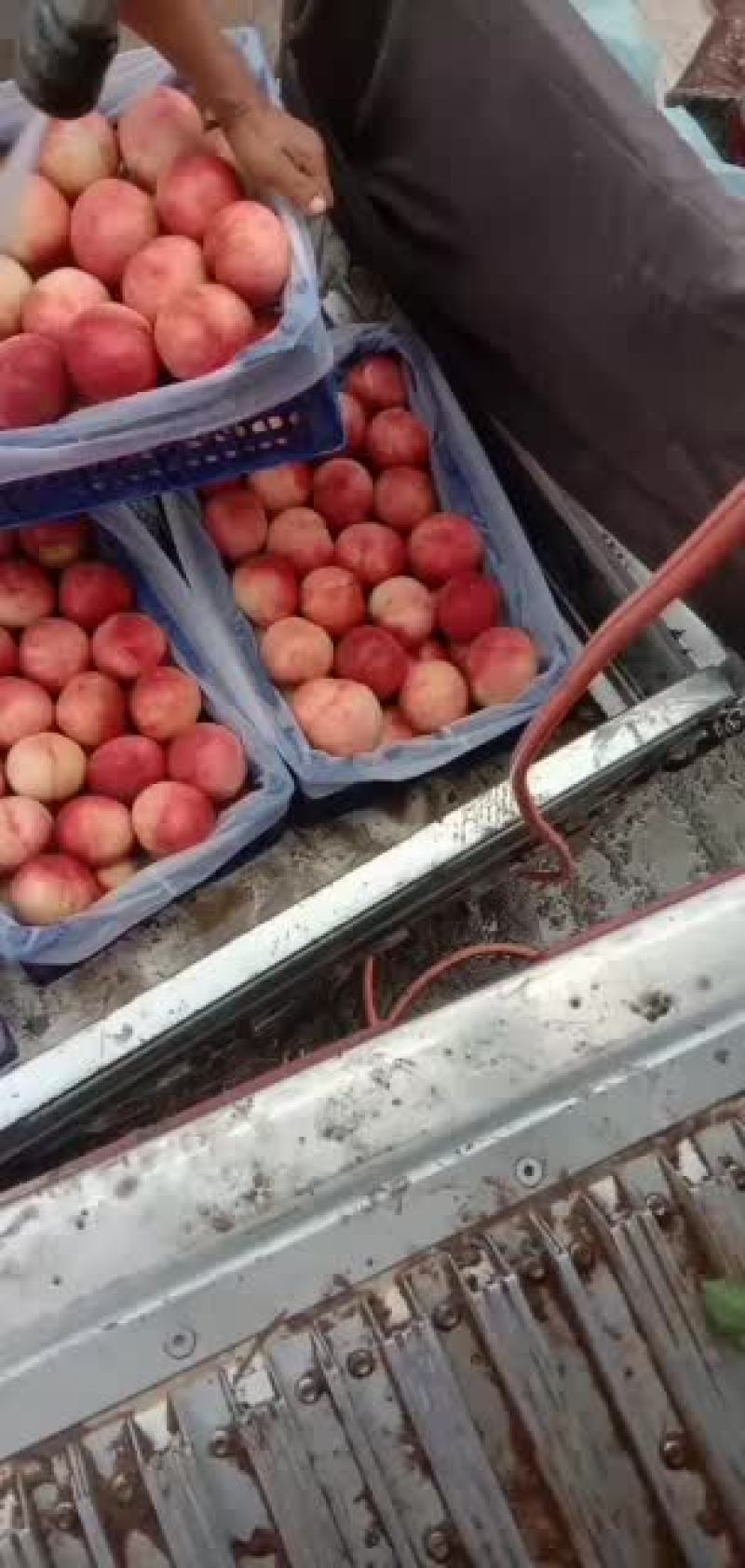 精品秦王桃大量上市中，产地一手货源，价格便宜，品质保证