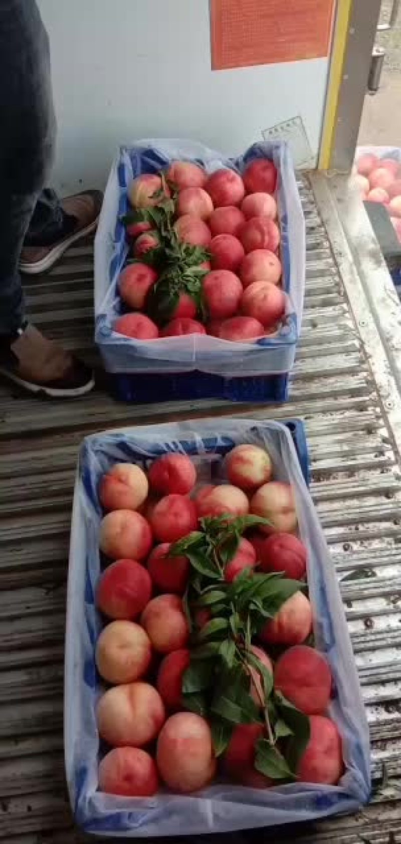 精品秦王桃大量上市中，产地一手货源，价格便宜，品质保证