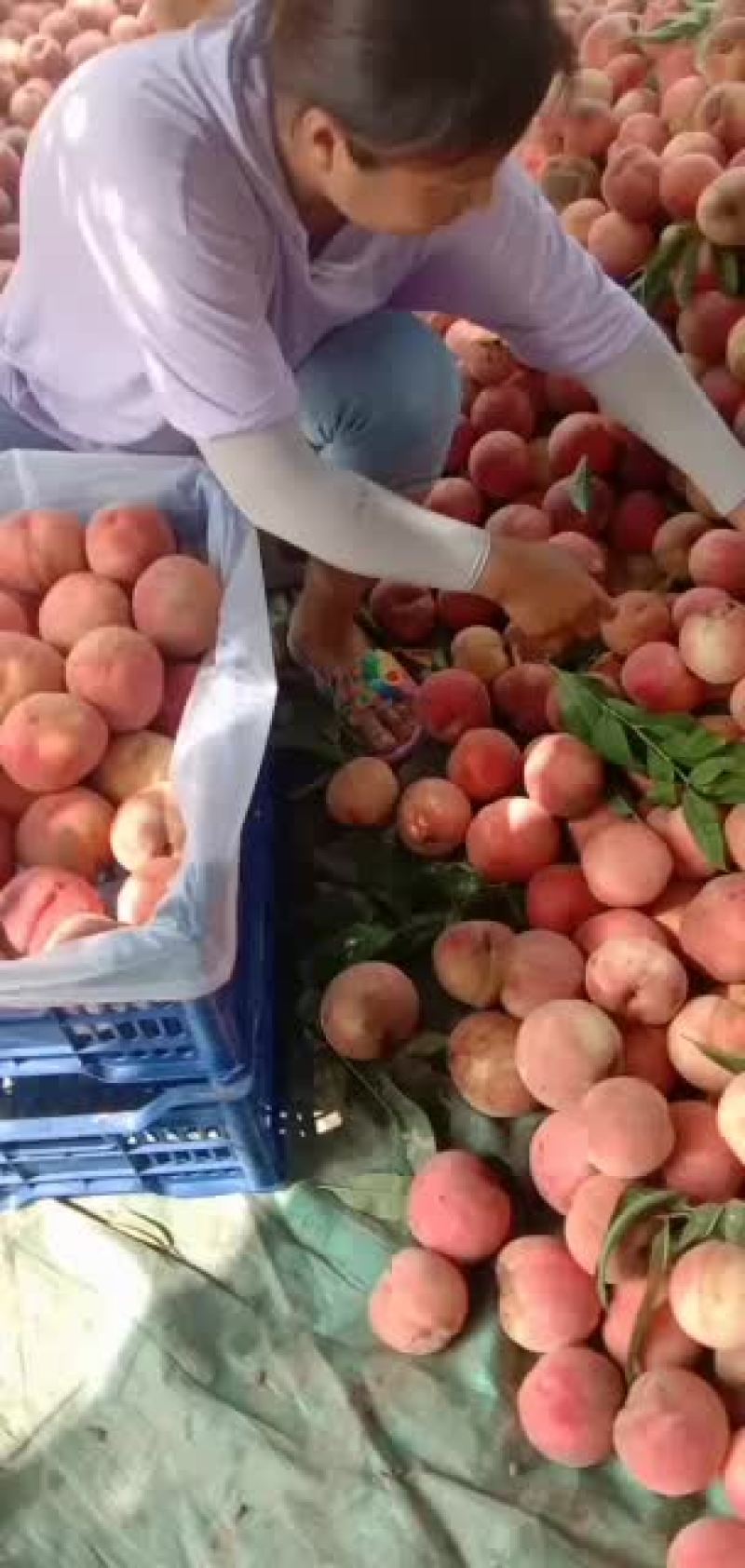 精品秦王桃大量上市中，产地一手货源，价格便宜，品质保证