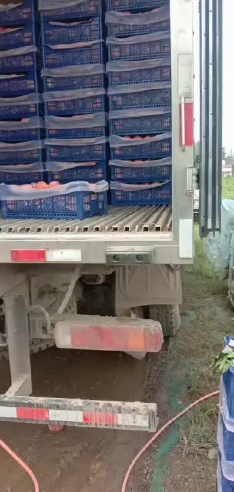 精品秦王桃大量上市中，产地一手货源，价格便宜，品质保证