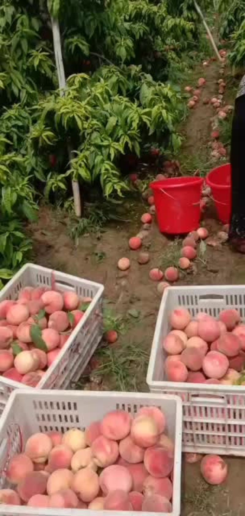 精品秦王桃大量上市中，产地一手货源，价格便宜，品质保证