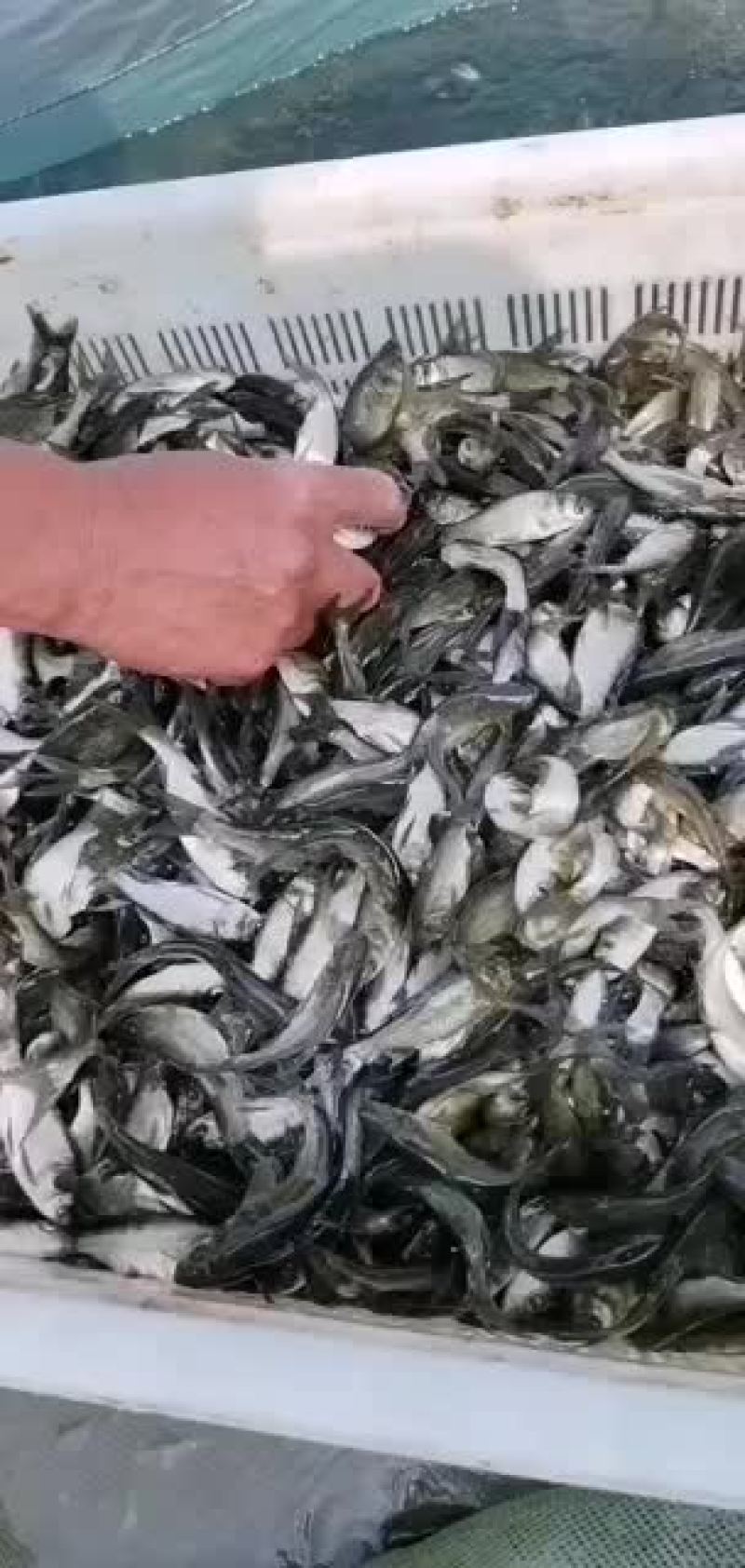 各品种优质鱼苗，有需要的抓紧预订了