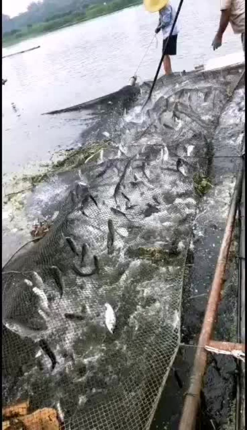 各品种优质鱼苗，有需要的抓紧预订了
