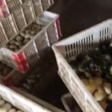 大种黑番鸭苗靓苗良心商家长期供应量大从优
