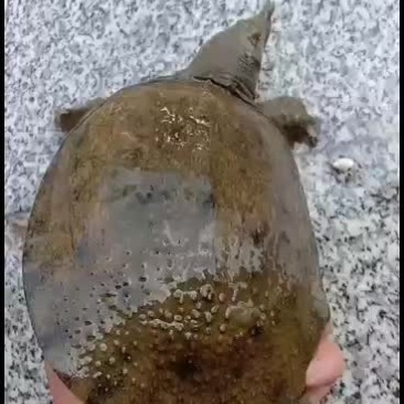 甲鱼，纯野鱼，山区冷水鱼