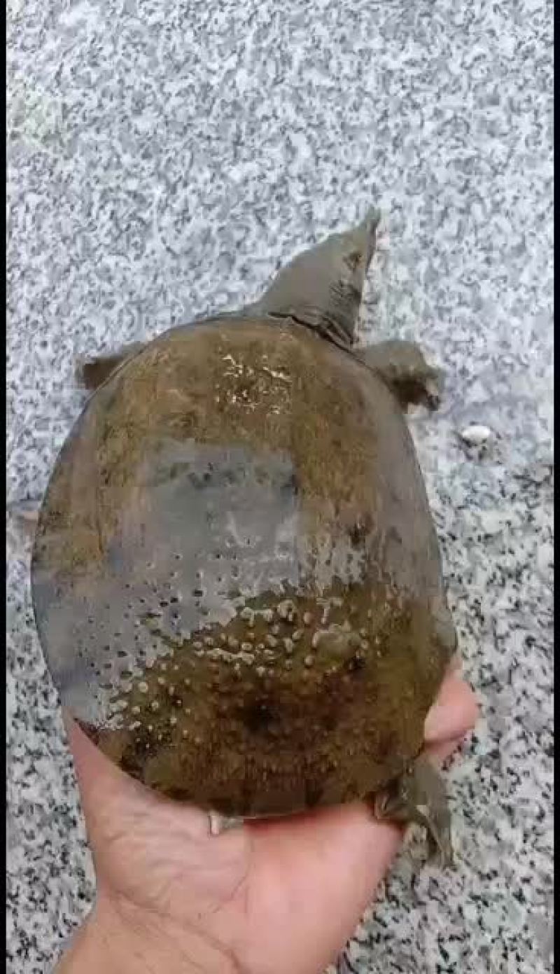 甲鱼，纯野鱼，山区冷水鱼