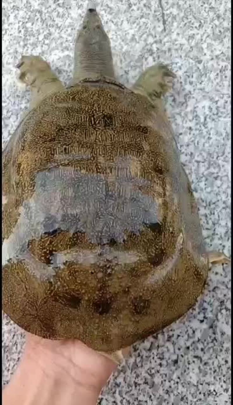 甲鱼，纯野鱼，山区冷水鱼