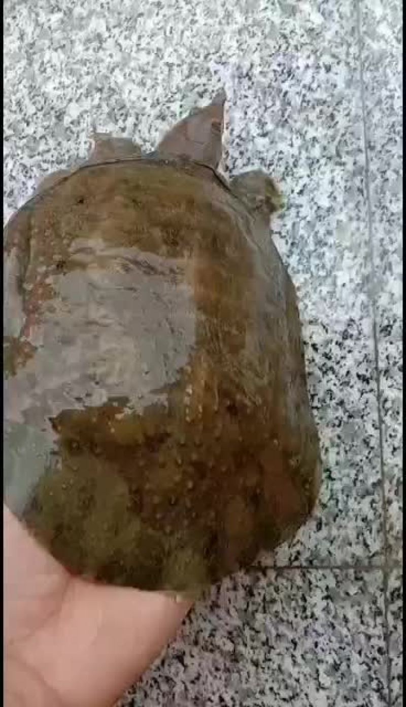 甲鱼，纯野鱼，山区冷水鱼