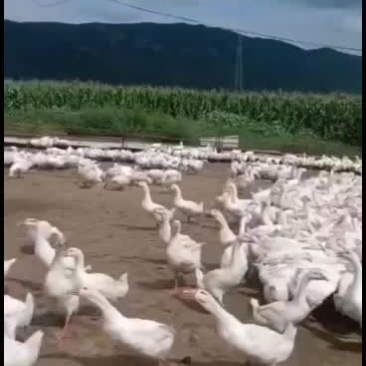 东北大白鹅，散养鹅，林下，溜达鹅