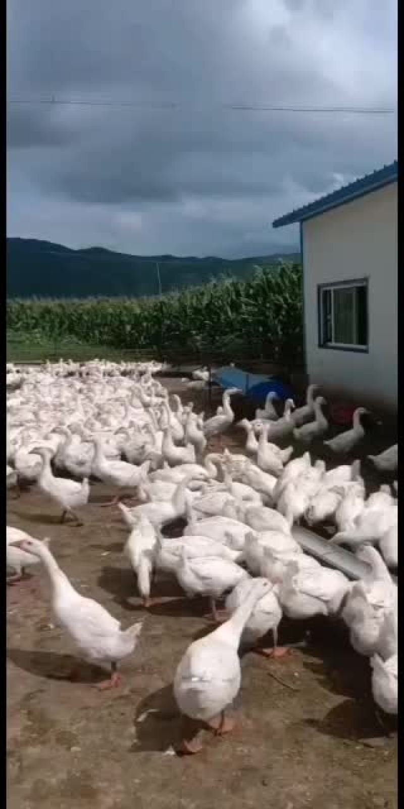 东北大白鹅，散养鹅，林下，溜达鹅