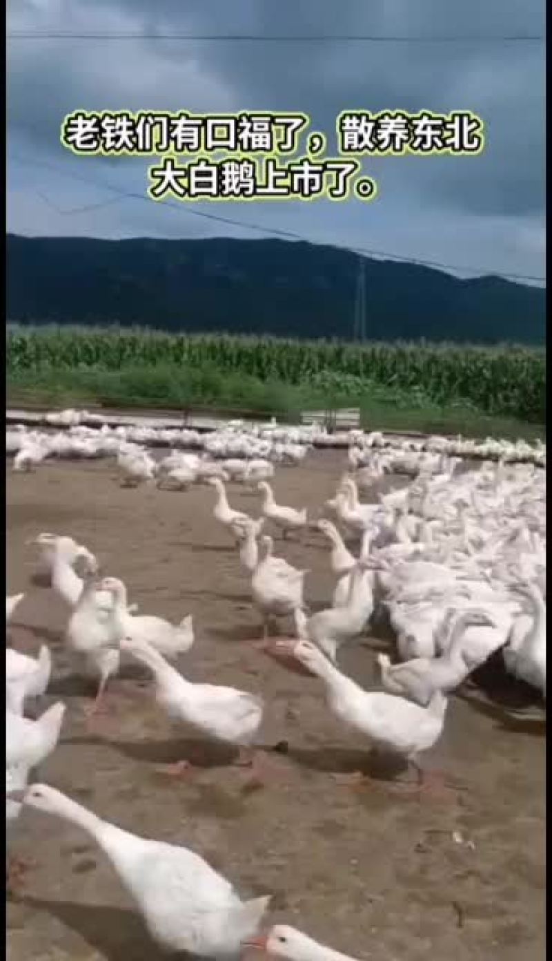 东北大白鹅，散养鹅，林下，溜达鹅