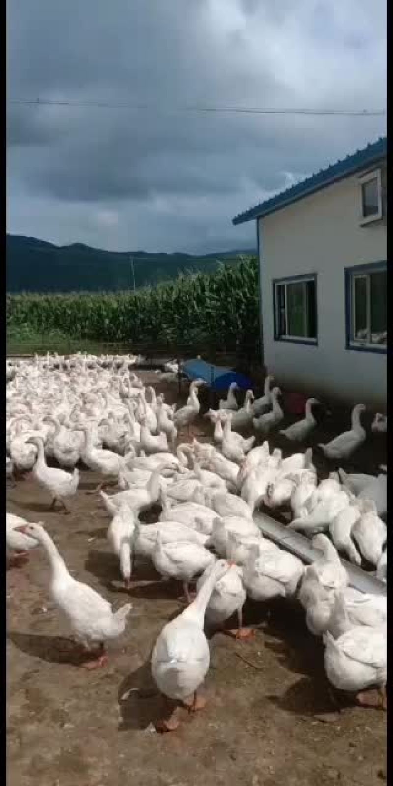 东北大白鹅，散养鹅，林下，溜达鹅