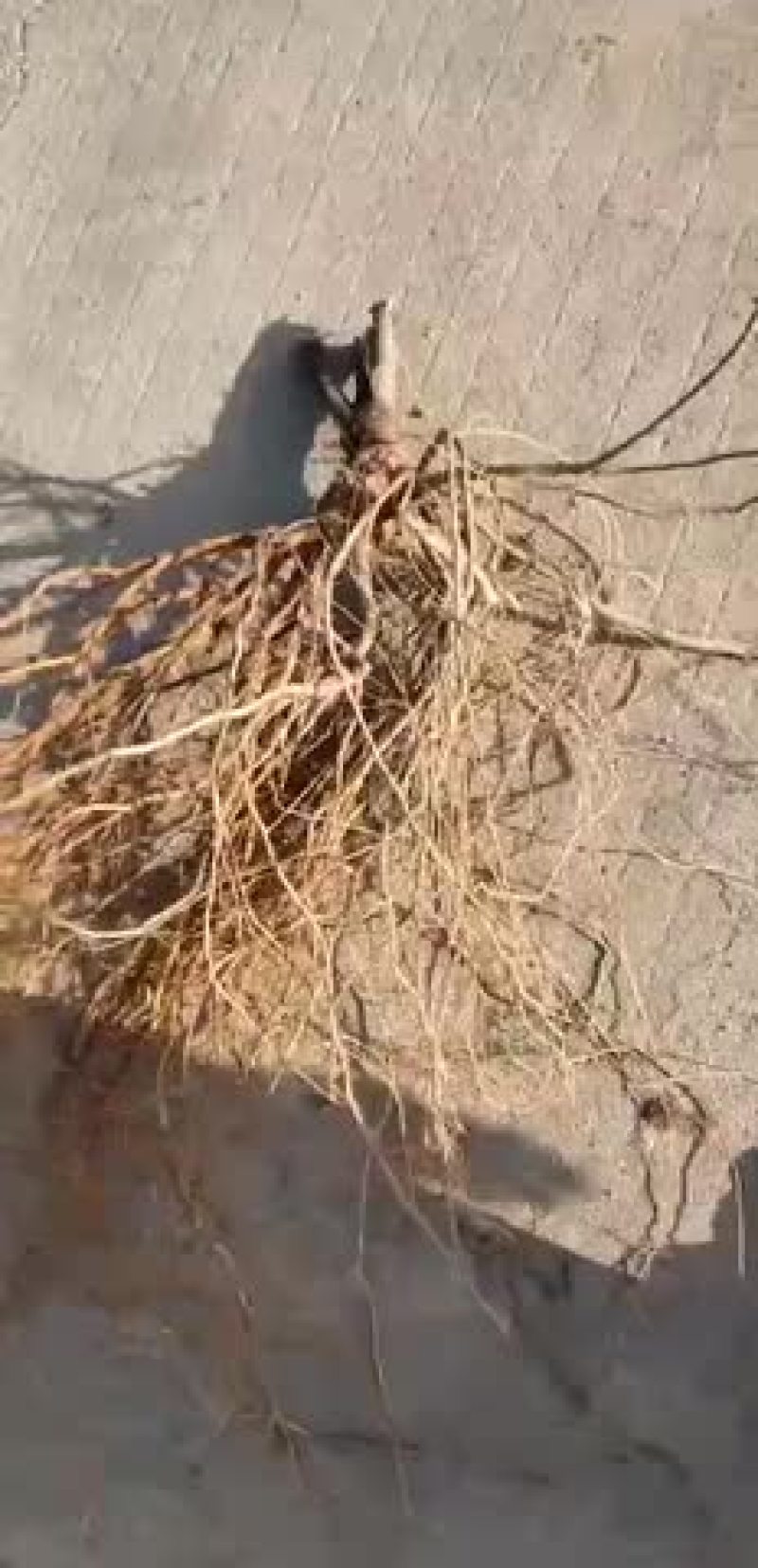 新鲜五指毛桃长期供应大量有货