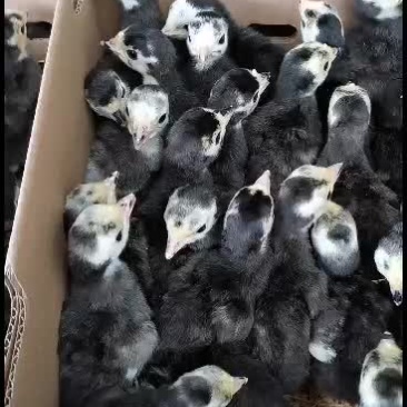 大种青铜优质良品火鸡苗