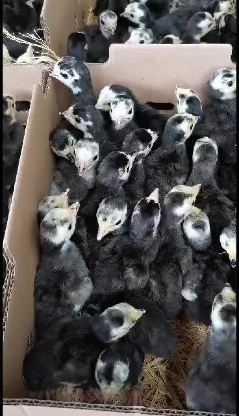 大种青铜优质良品火鸡苗