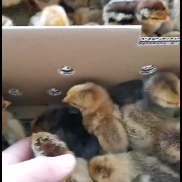 大种优质良品k9鸡苗