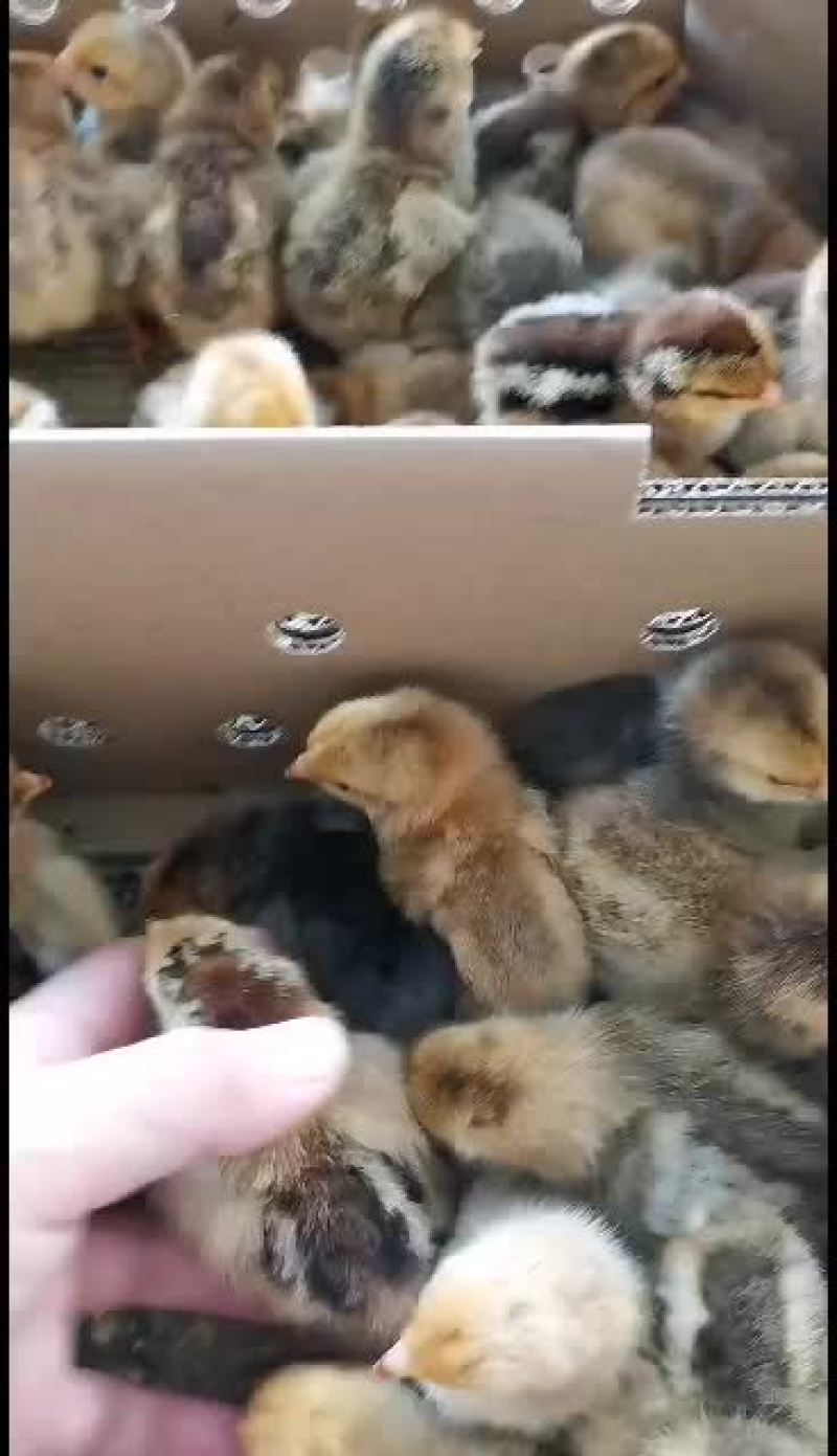 大种优质良品k9鸡苗
