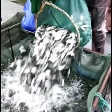 各品种鱼苗，质量好，一斤200尾左右
