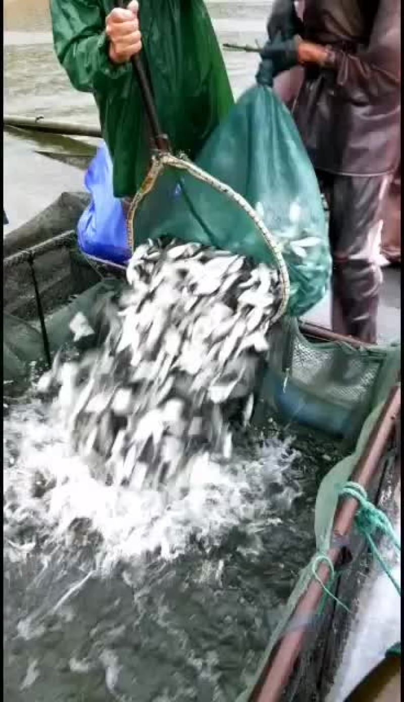 各品种鱼苗，质量好，一斤200尾左右