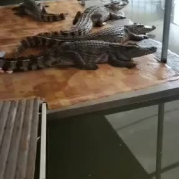 精品鳄鱼鳄鱼苗，现货多多