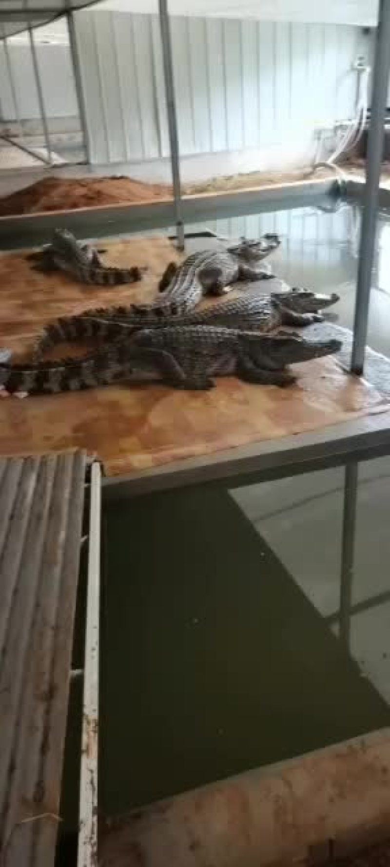 精品鳄鱼鳄鱼苗，现货多多