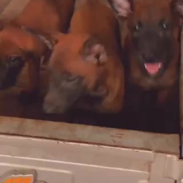 马犬双血统高动力疫苗齐全颜色红咬口好