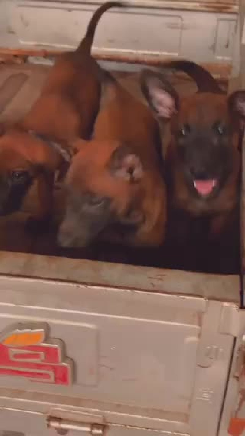 马犬双血统高动力疫苗齐全颜色红咬口好