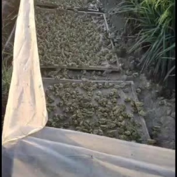 要青蛙的老板可以私聊