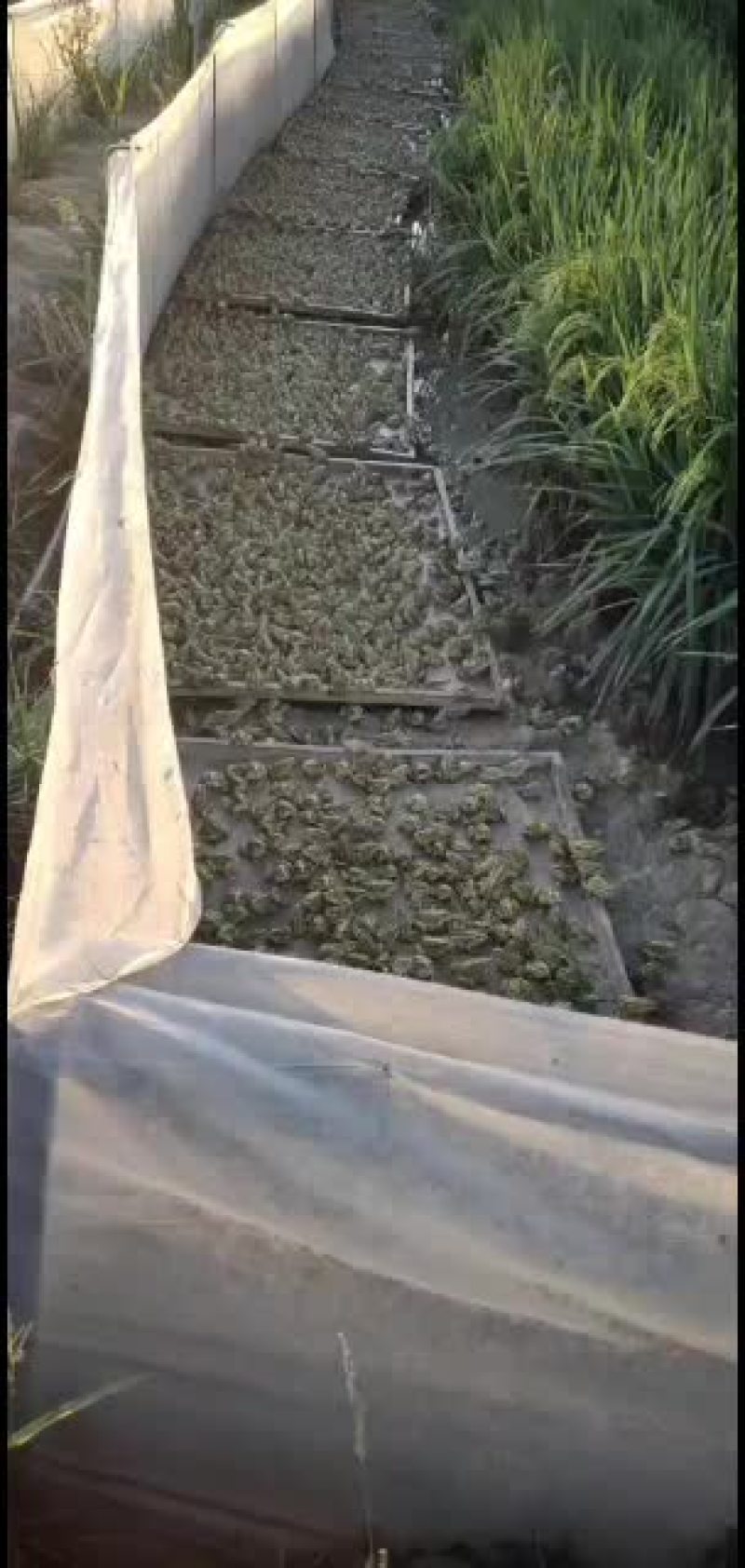 要青蛙的老板可以私聊