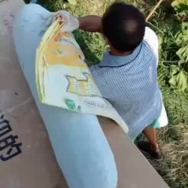 白皮吊冬瓜瓜条好，霜色好肉厚，耐运输保质保量。