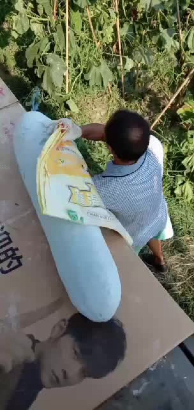 白皮吊冬瓜瓜条好，霜色好肉厚，耐运输保质保量。